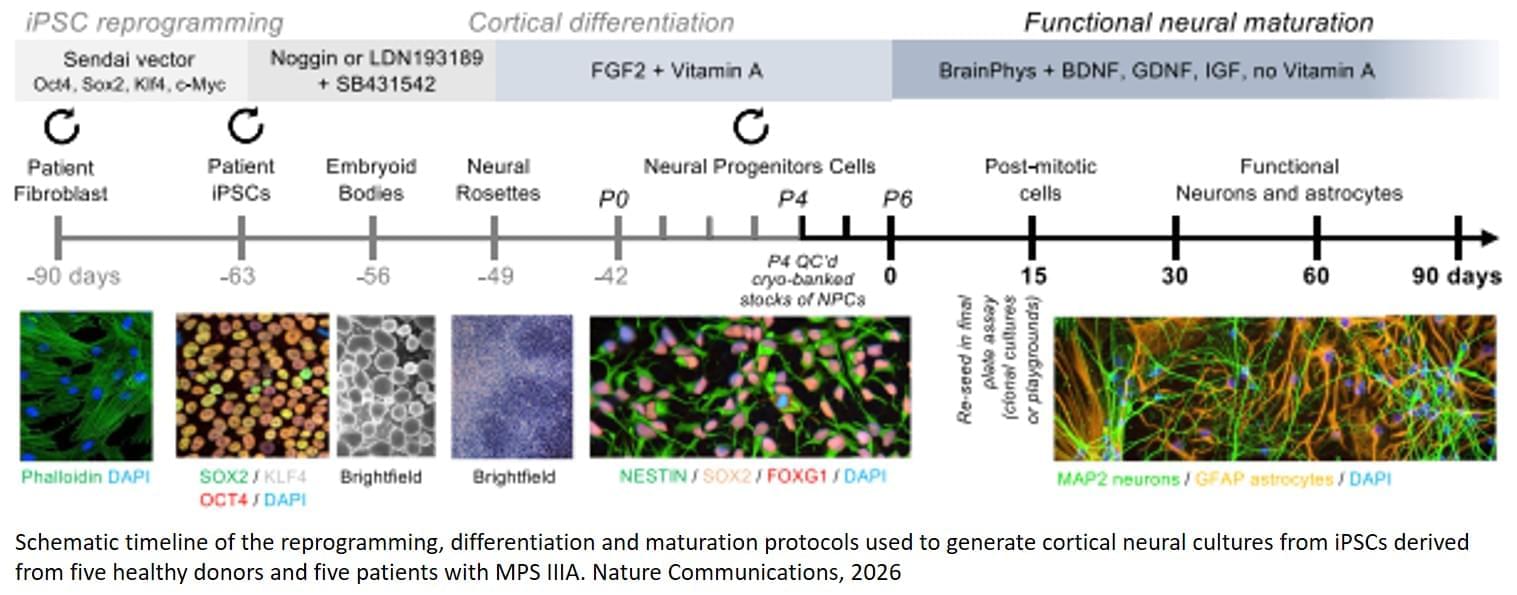 A scientific process diagram traces the reprogramming of patient cells into neural cells, with microscopy images at each stage.